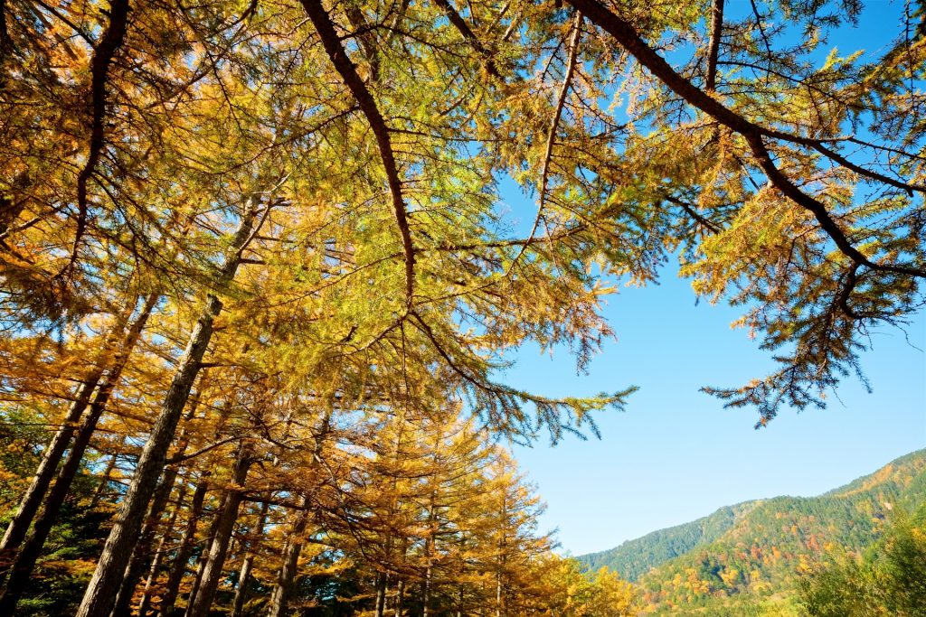 kamikochi-chubu-sangaku-national-park-autumn-koyo