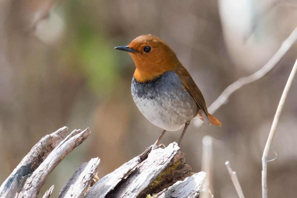 takayama-nature-bird