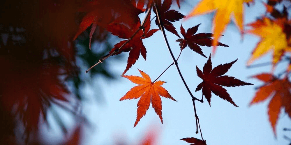 koyo-autumn-leaves-banner-edit