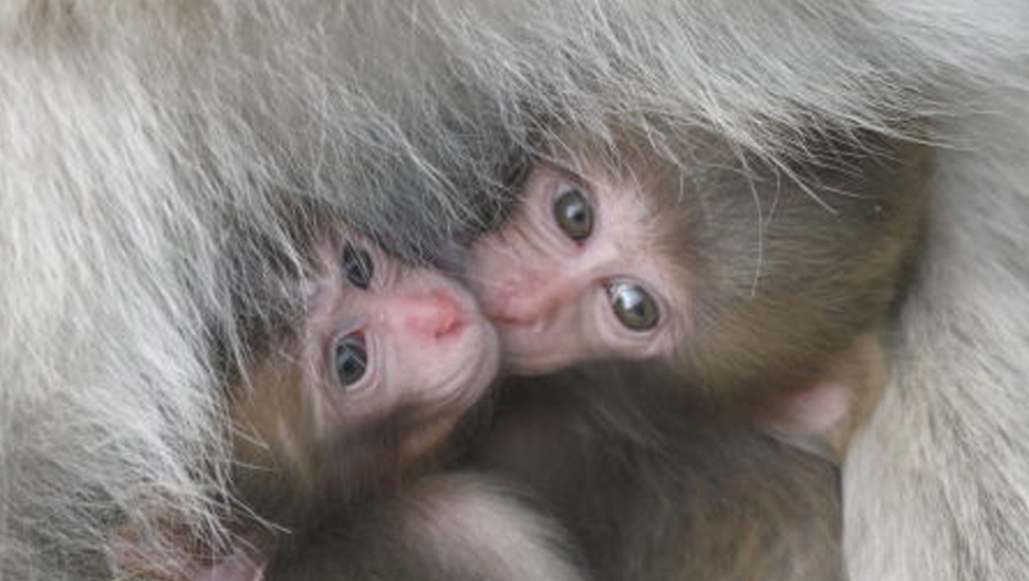 Baby snow monkeys