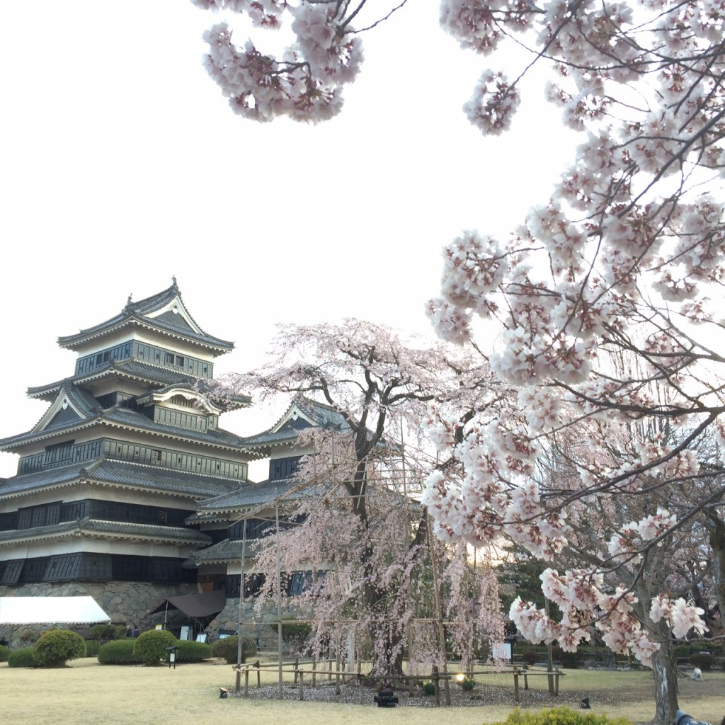 201904花見ツアー_190506_0205