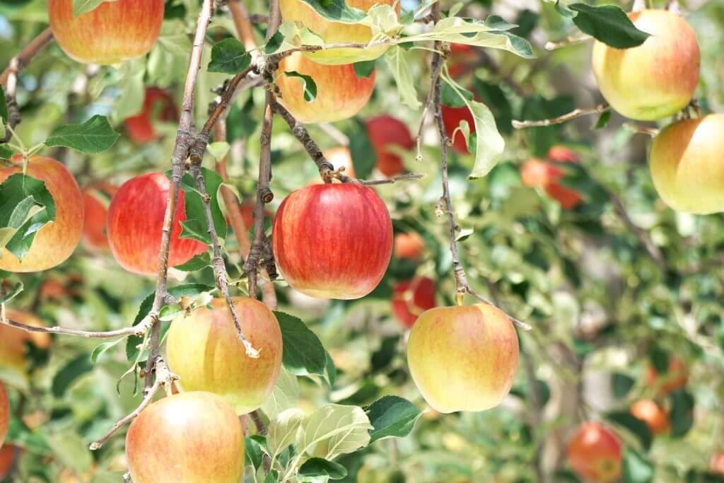 food-fruit-apples