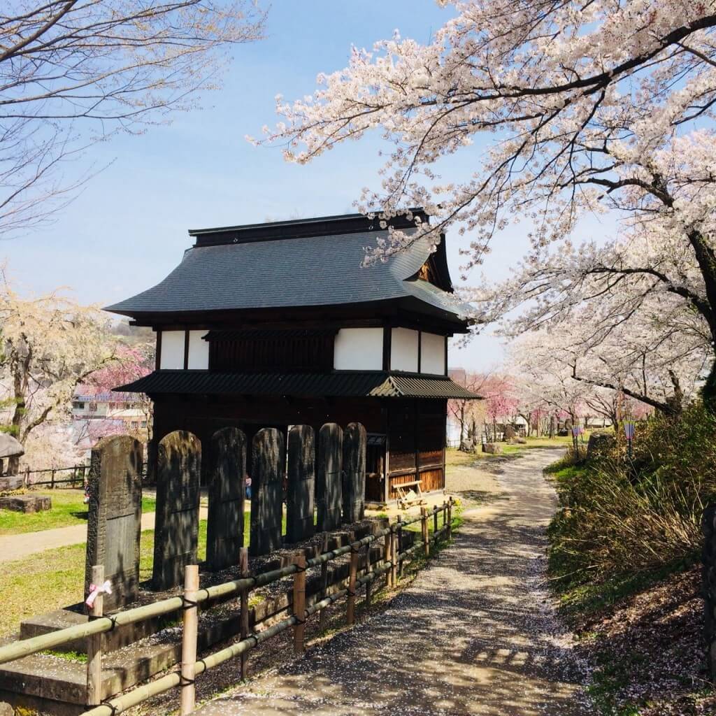 cherry-blossom-sakura-iiyama