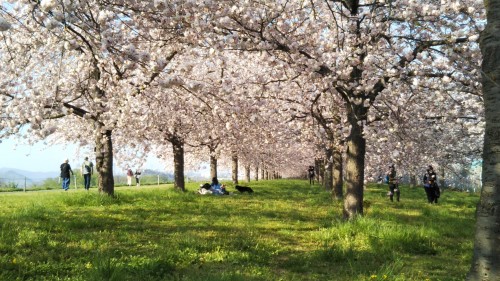 cherry-blossom-sakura