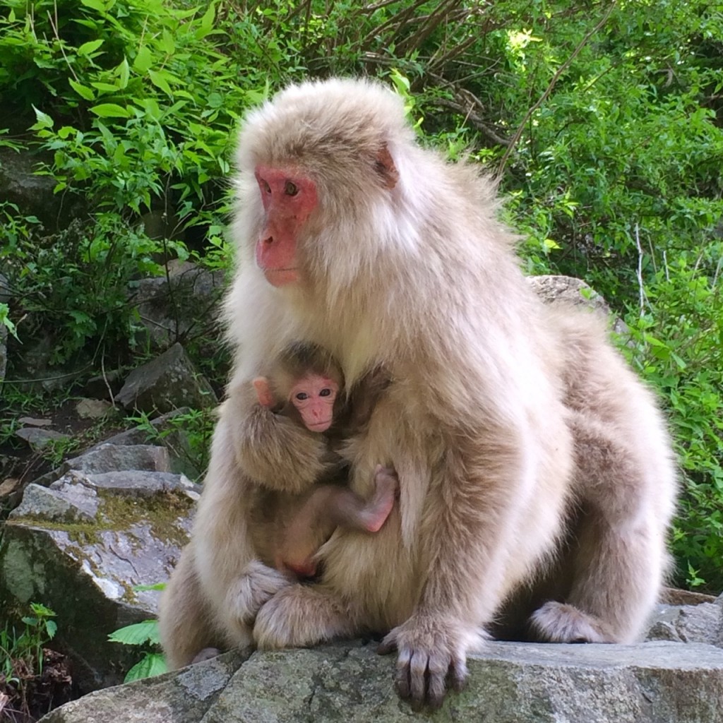 Snow Monkeys_180521_0227