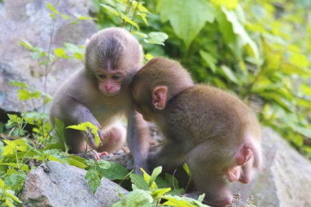 snow-monkey-jigokudani-baby