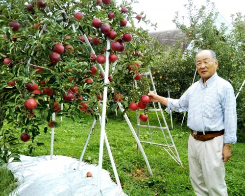 apples-fruit-picking-food