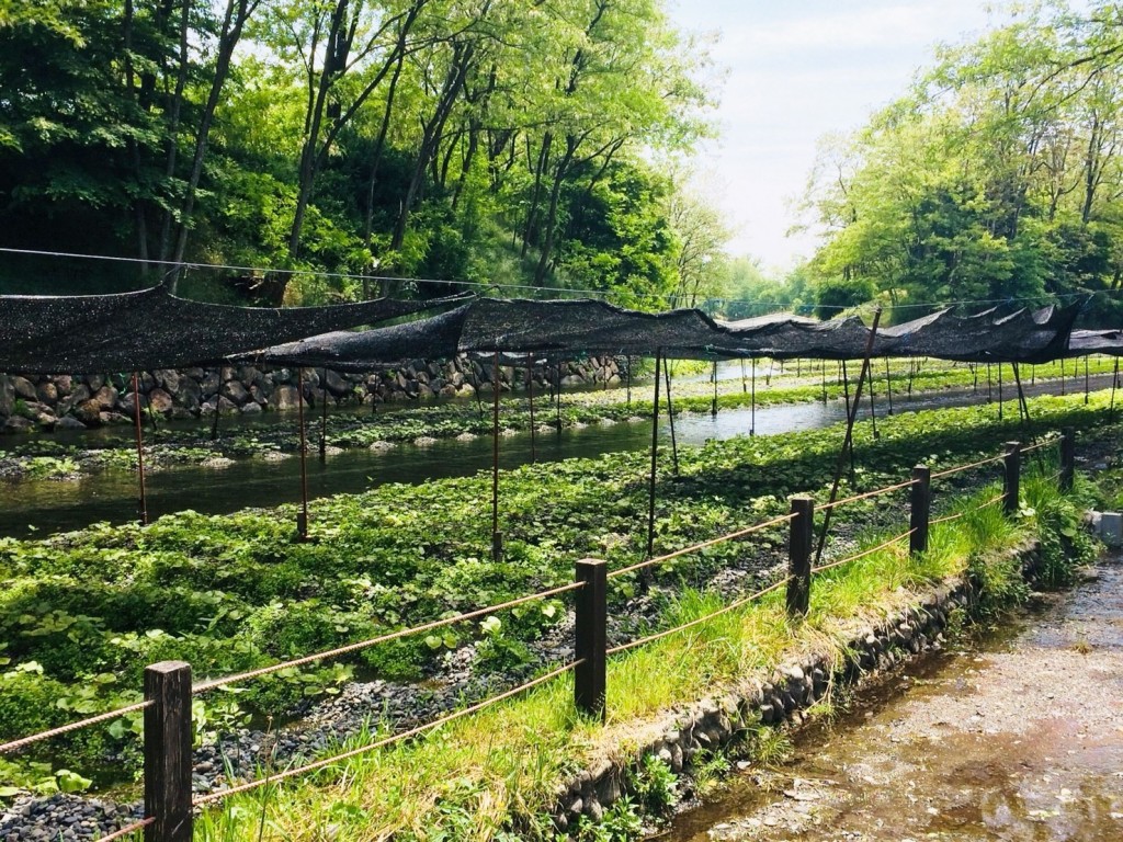 Matsumotodaio farm_181015_0032