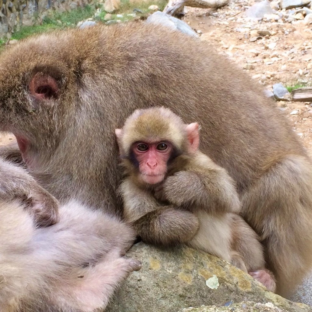 Snow Monkeys_181014_0366