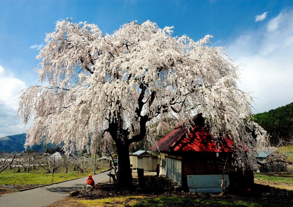 cherry-blossom-sakura-matsukawa