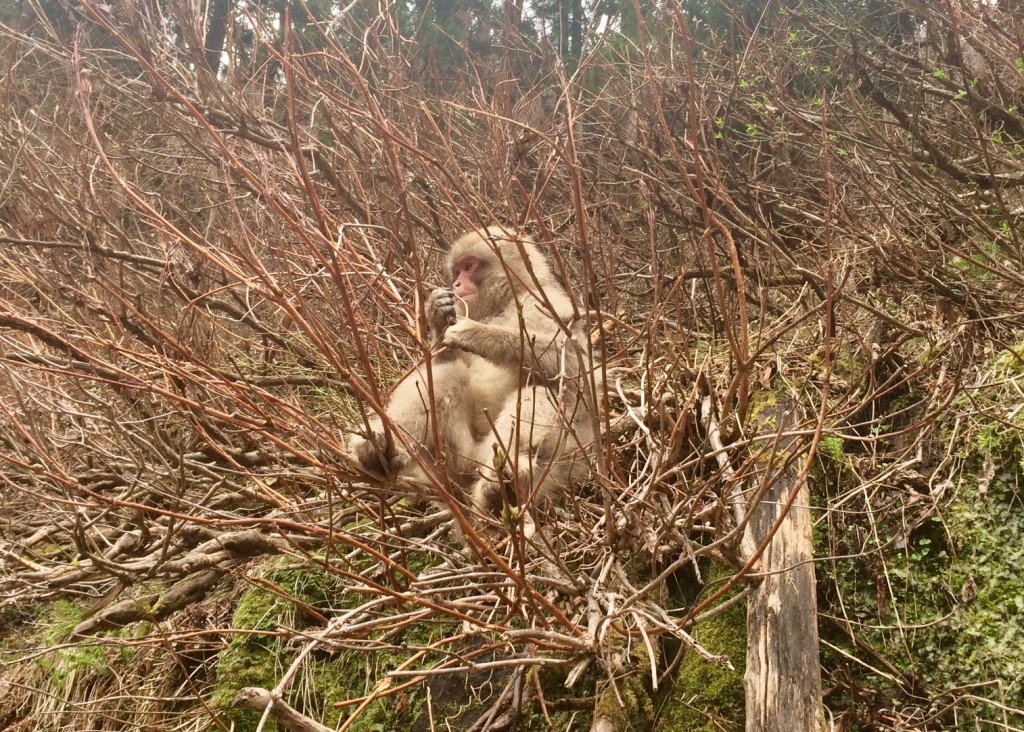 Snow monkeys 2019_190427_0032