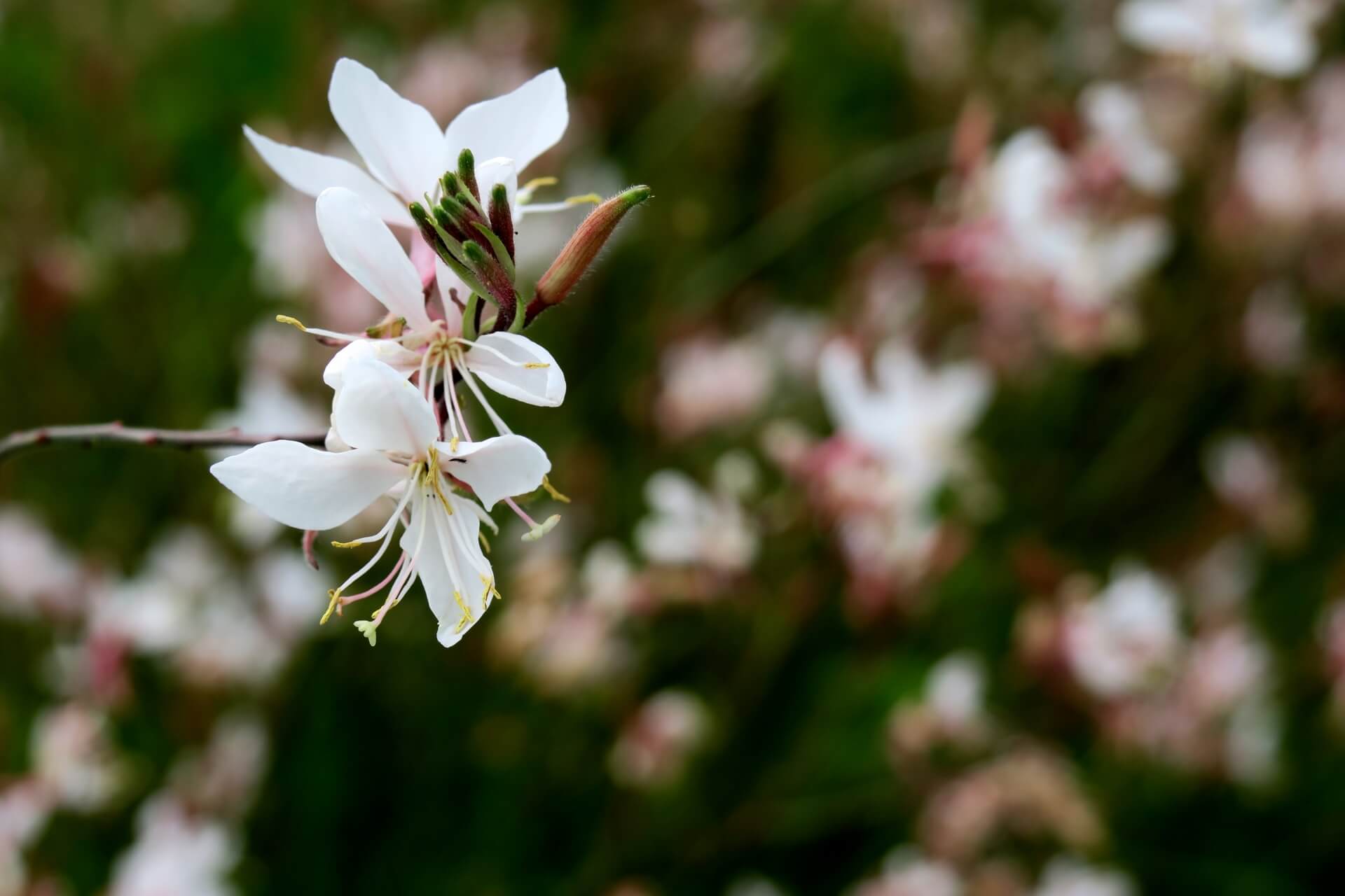 hakuba-goryu-botanical