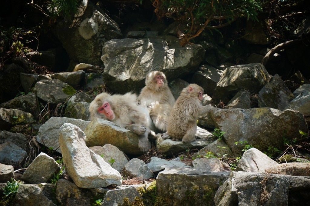 Snow monkeys 2019_190517_0058