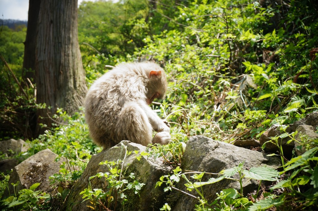 jigokudani-monkey-eat