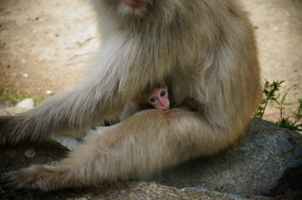 jigokudani-monkey-baby