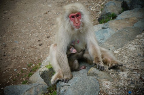 jigokudani-monkey-baby