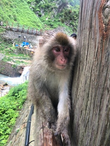 jigokudani-monkey