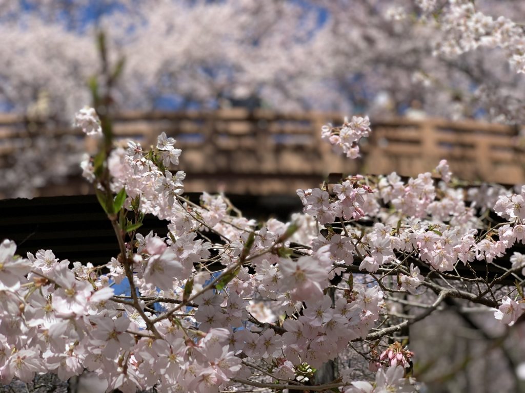 cherry-blossom-sakura