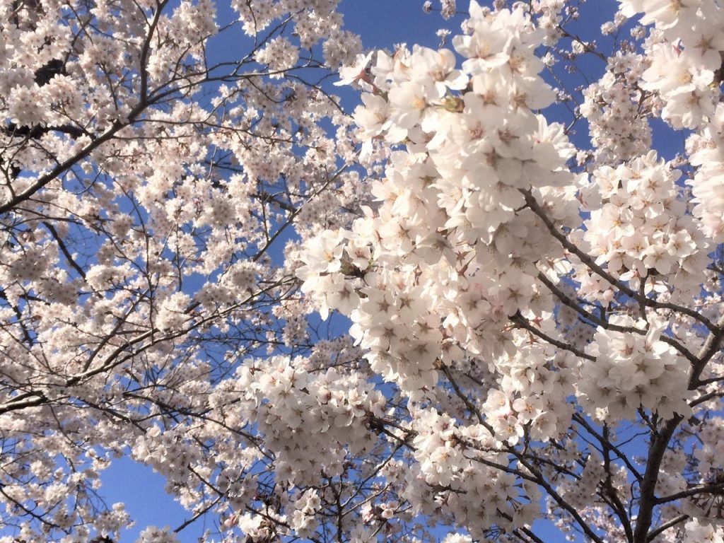 cherry-blossom-sakura