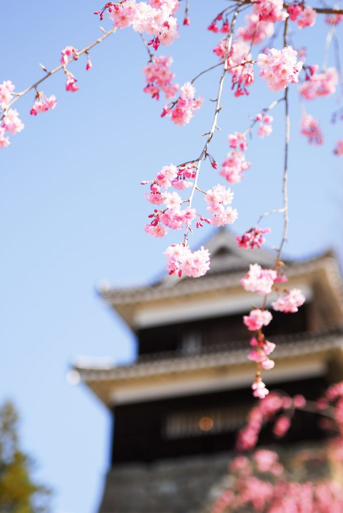 cherry-blossom-sakura-ueda