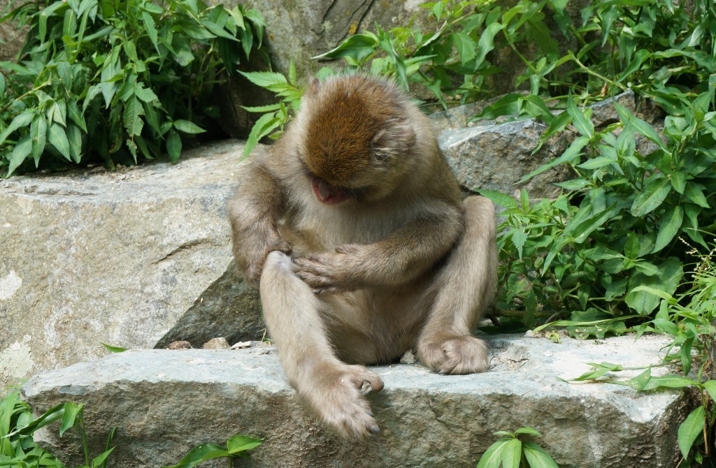 jigokudani-monkey-groom