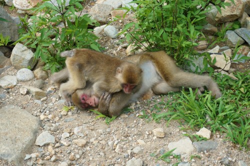 jigokudani-monkey-play