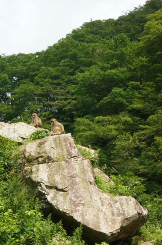 jigokudani-monkey