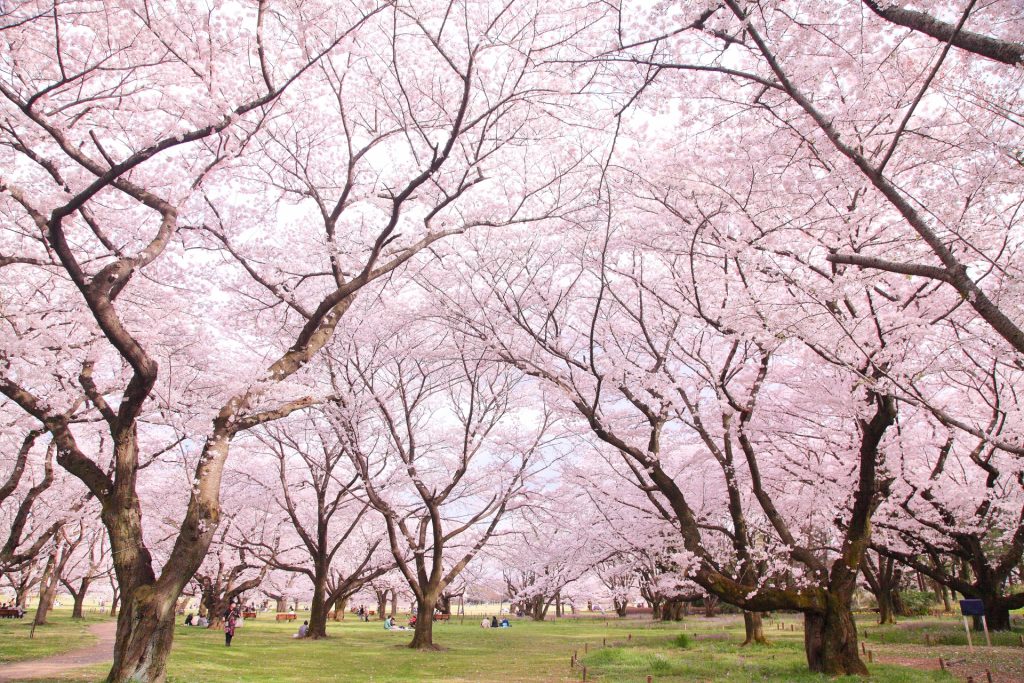 cherry-blossom-sakura