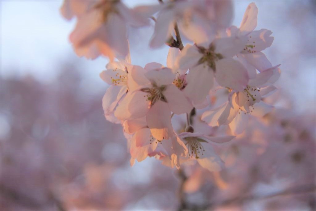 cherry-blossom-sakura