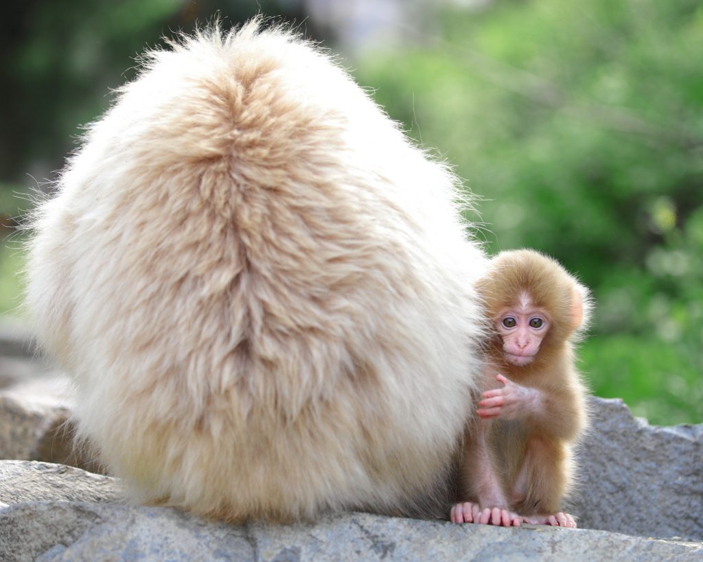 snow-monkey