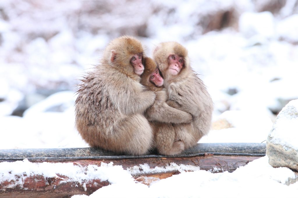 snow-monkey