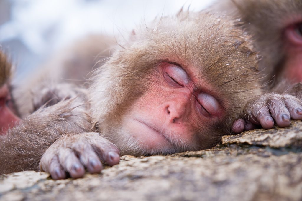 snow-monkey