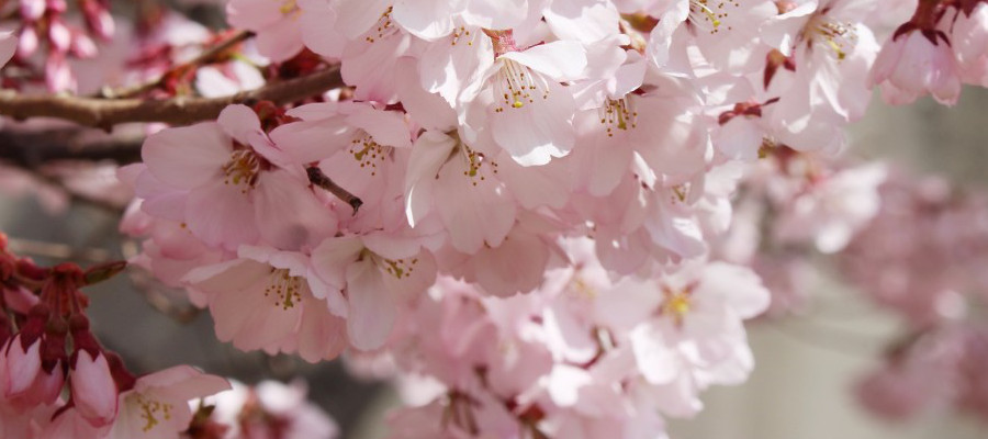 cherry_blossom_top