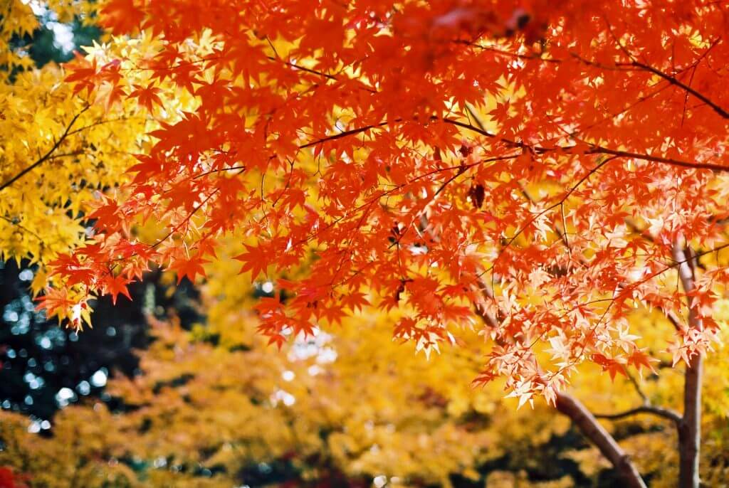 autumn-leaves-koyo-togakushi