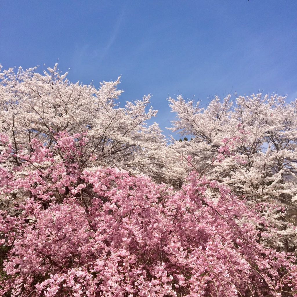 cherry-blossom-sakura