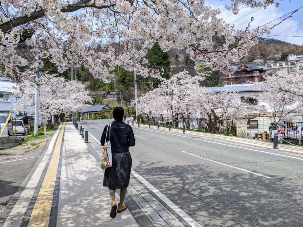 cherry-blossom-sakura