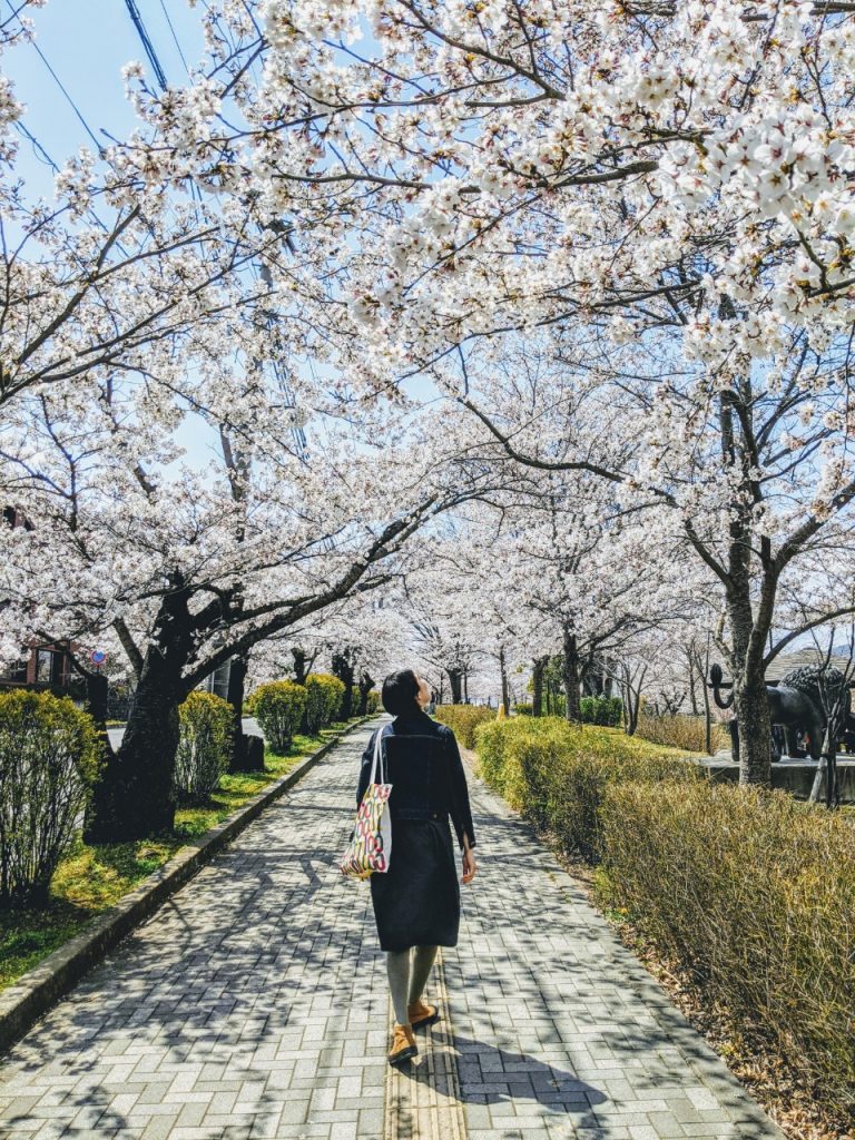 cherry-blossom-sakura