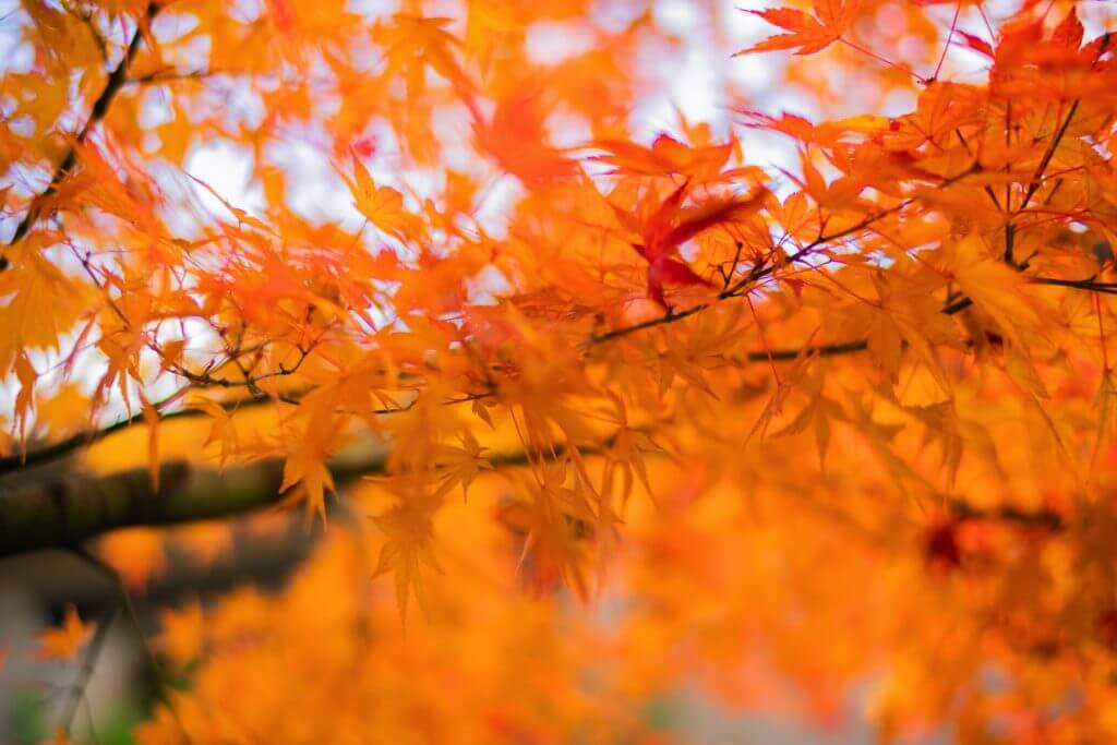 hakone-koyo-autumn