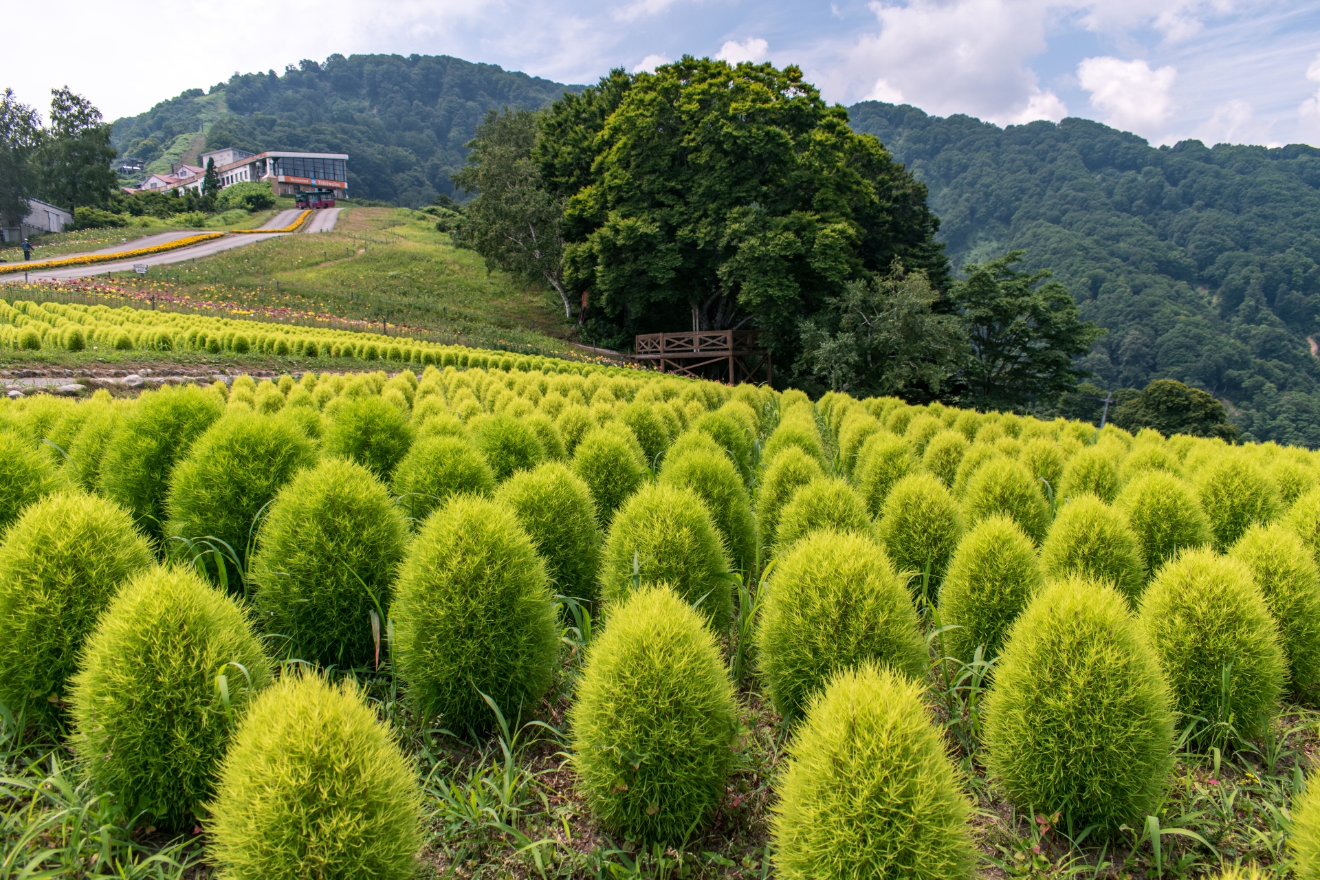 yuzawa-garden-alpine-garden