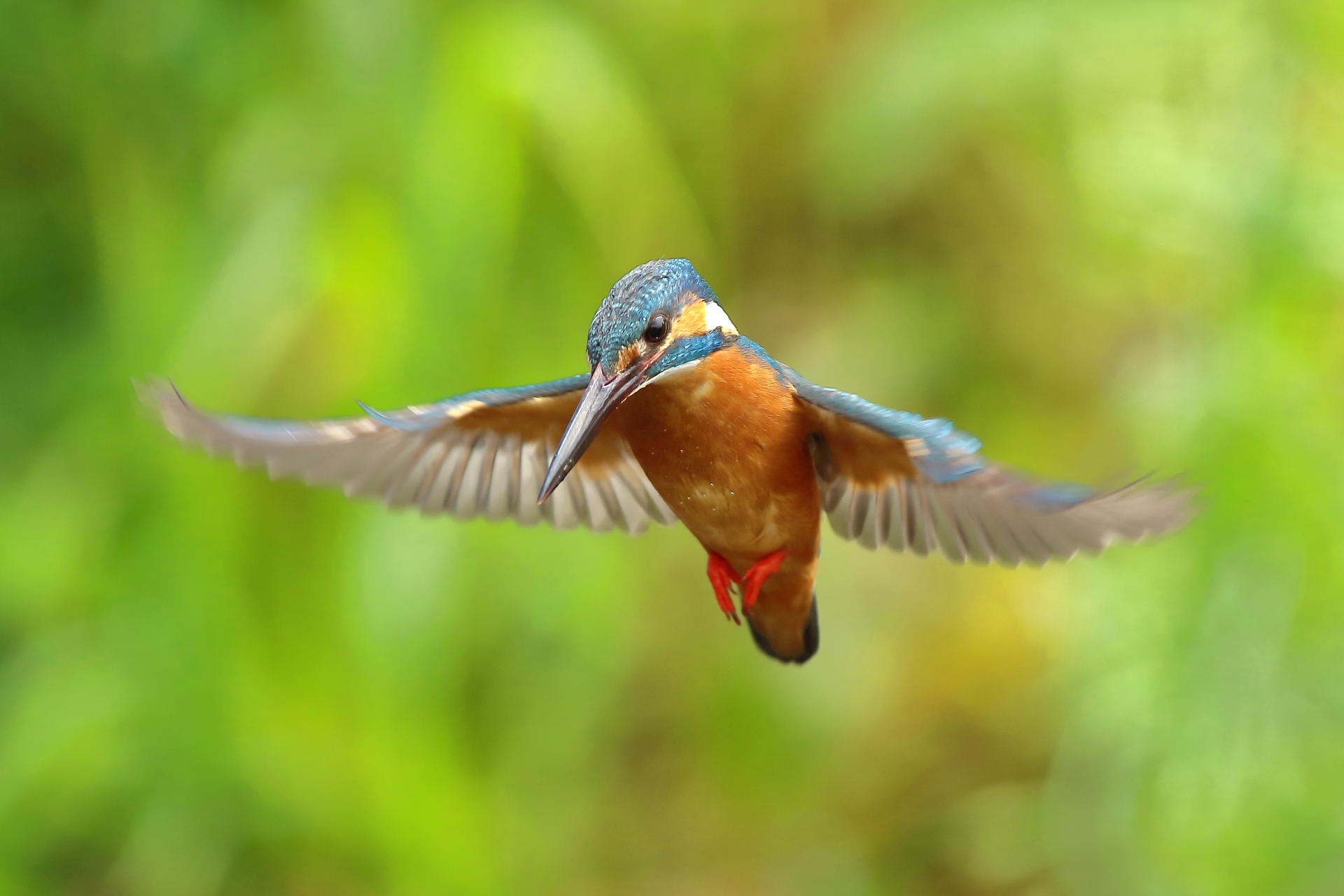 matsunoyama-kyororo-kingfisher