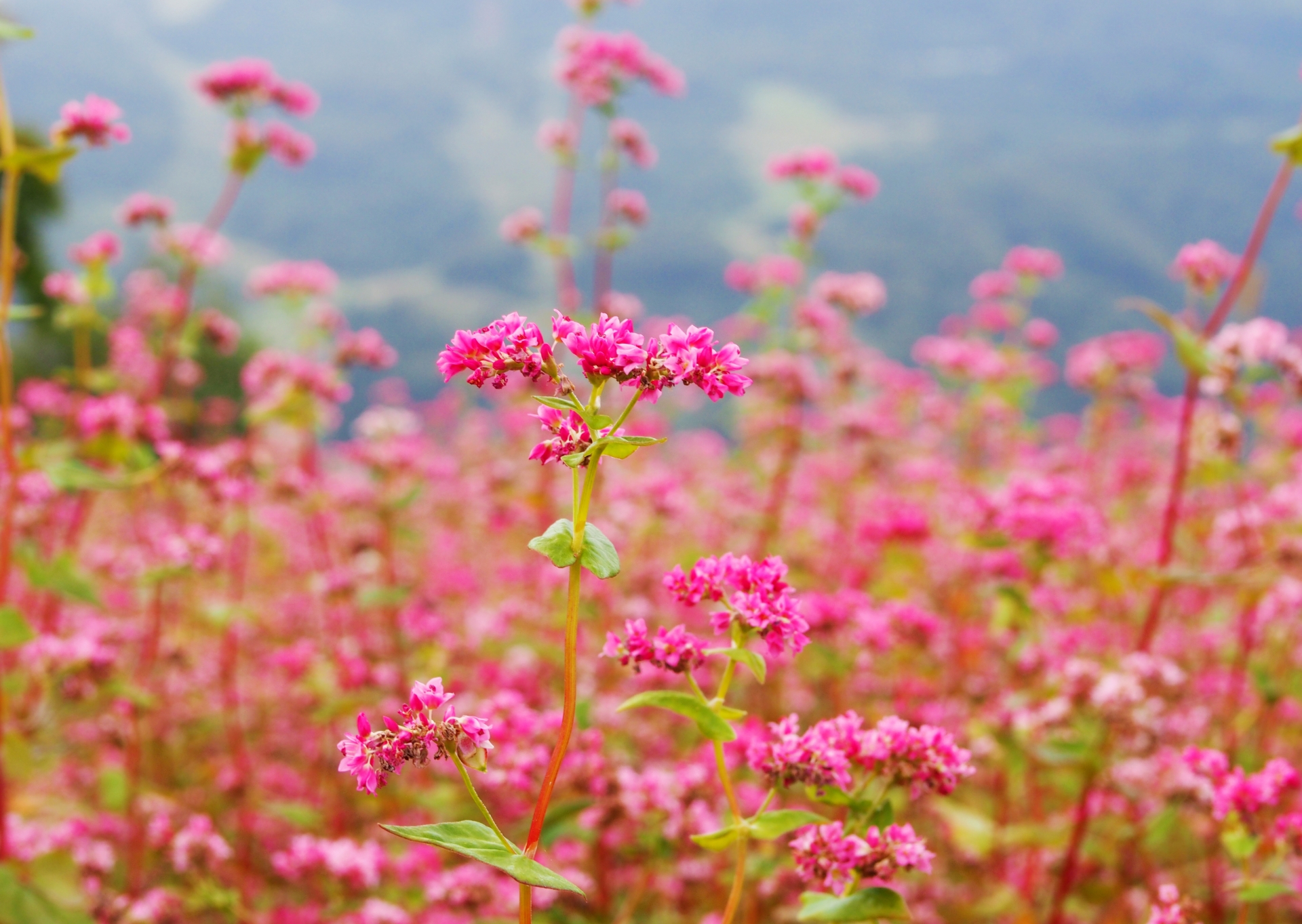 yuzawa-garden-alpine-garden