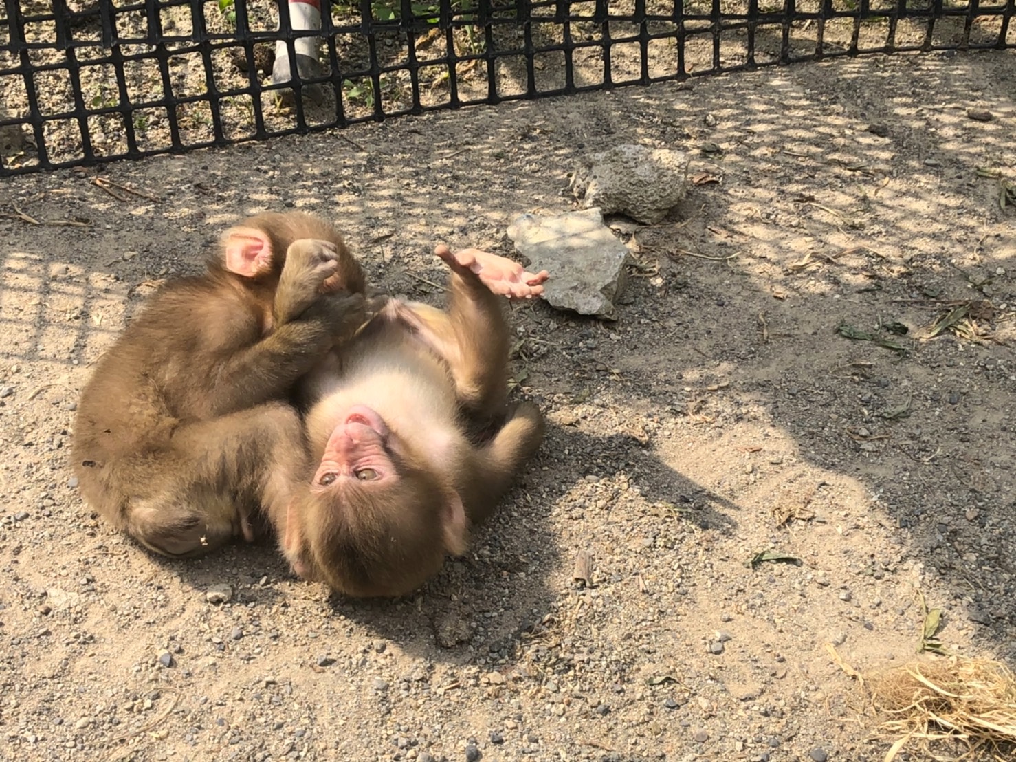 snow-monkey-park-august-2020