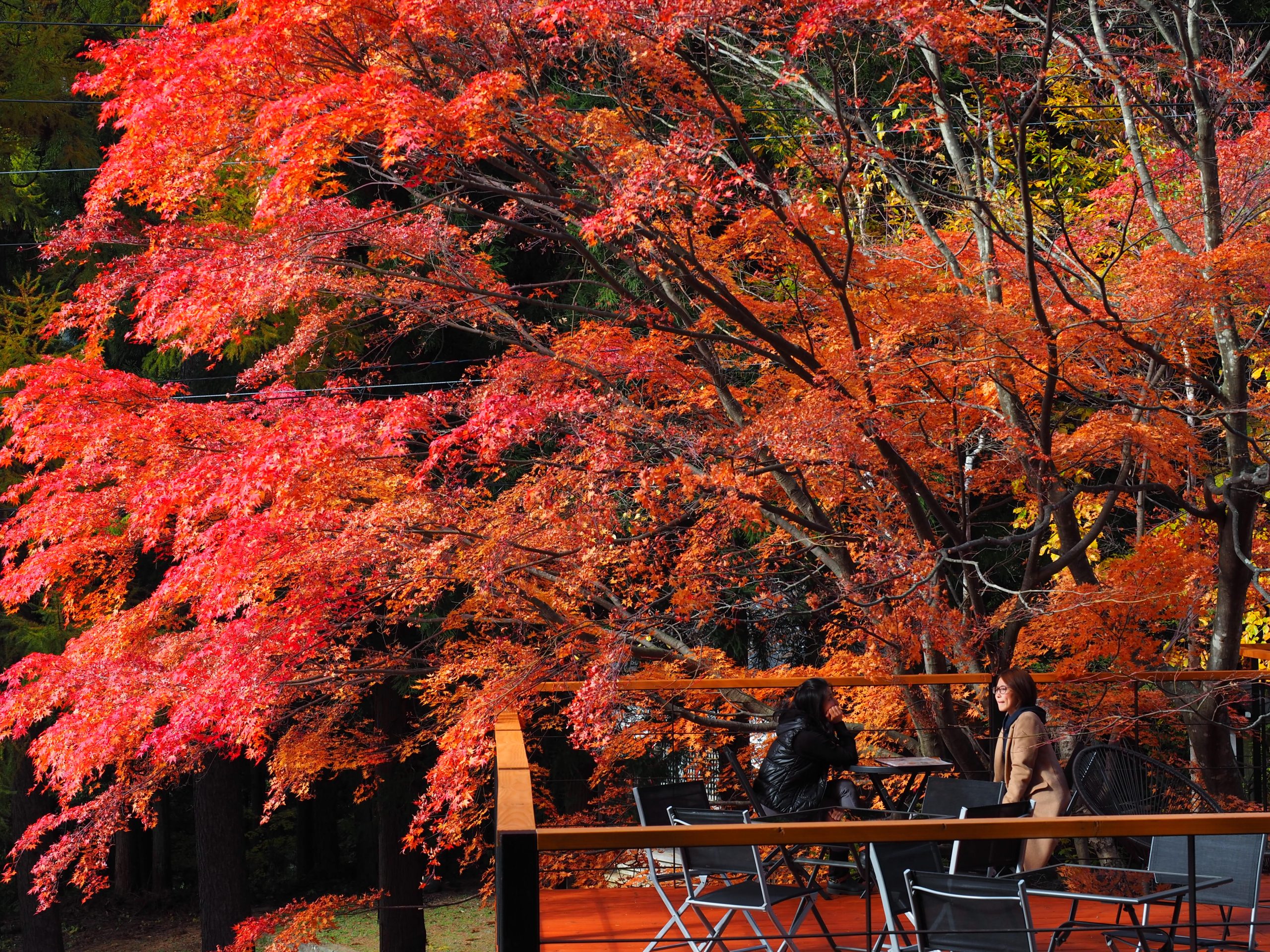 enza-cafe-autumn-leave