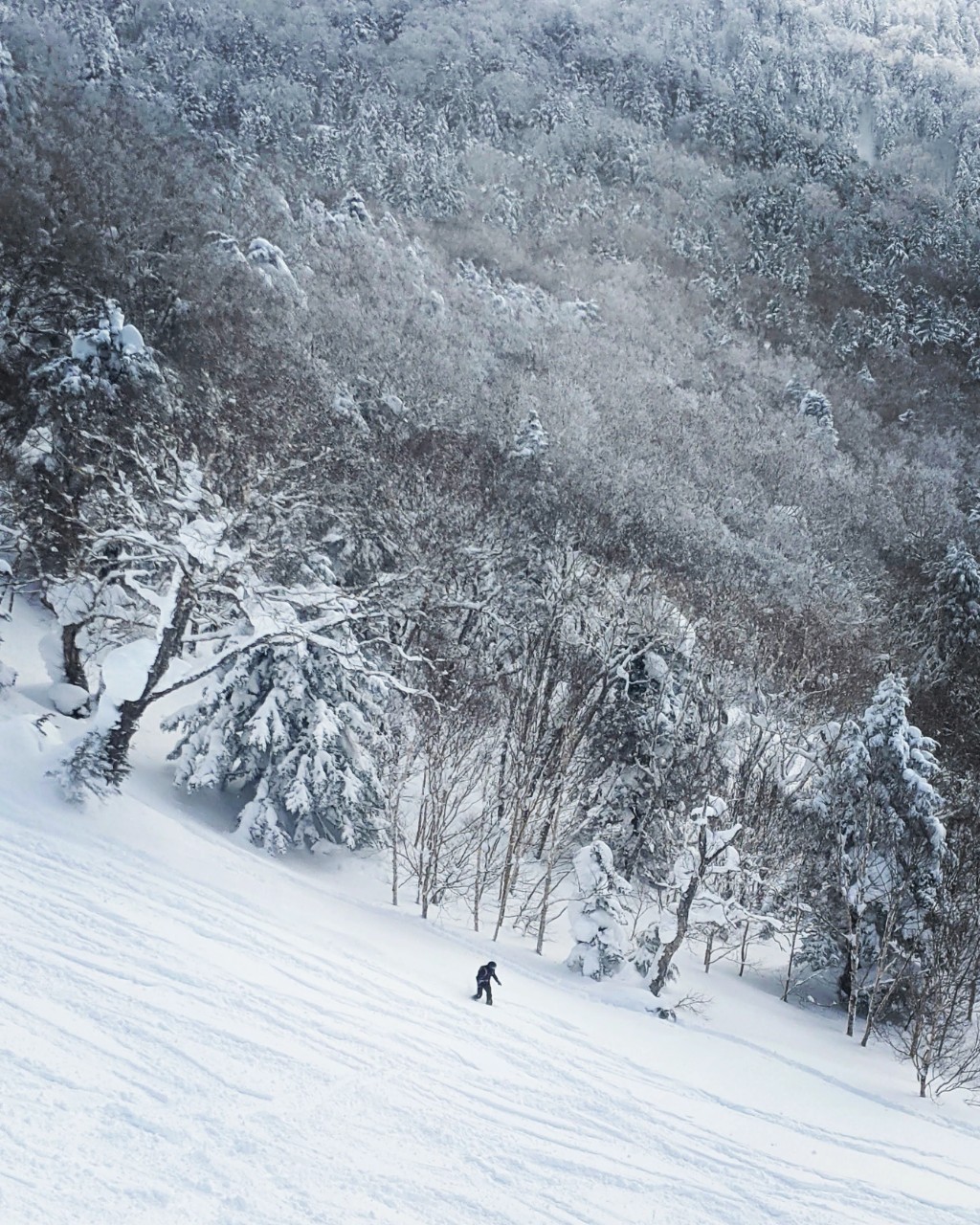 shiga-kogen-higashidateyama