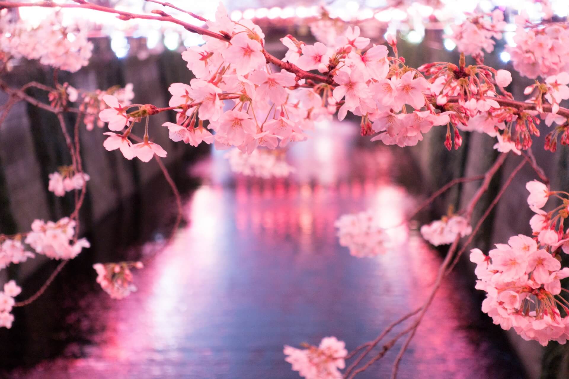 tokyo-meguro-river-blossoms