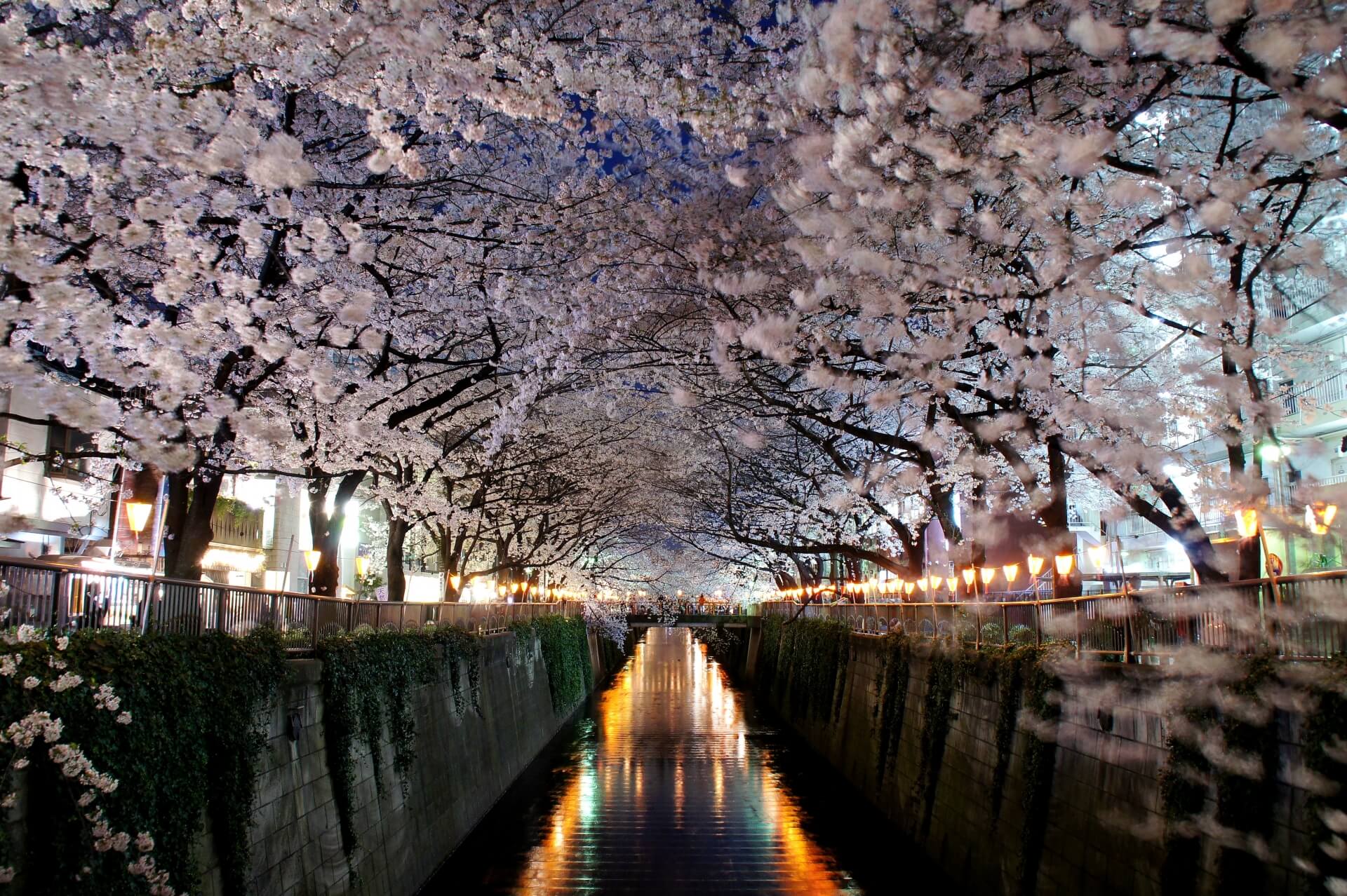 tokyo-meguro-river-blossoms