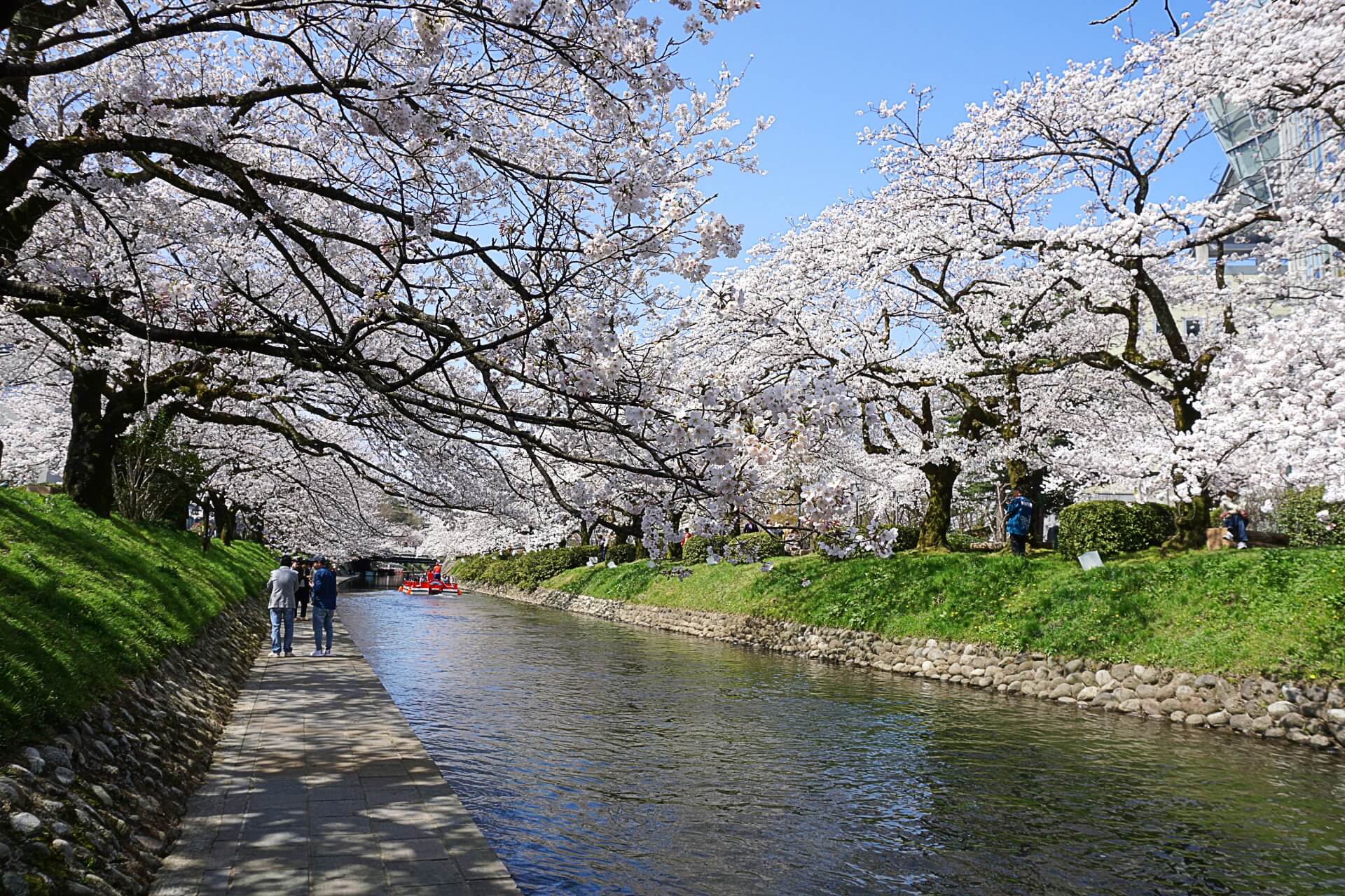 matsukawa-toyama-blossom