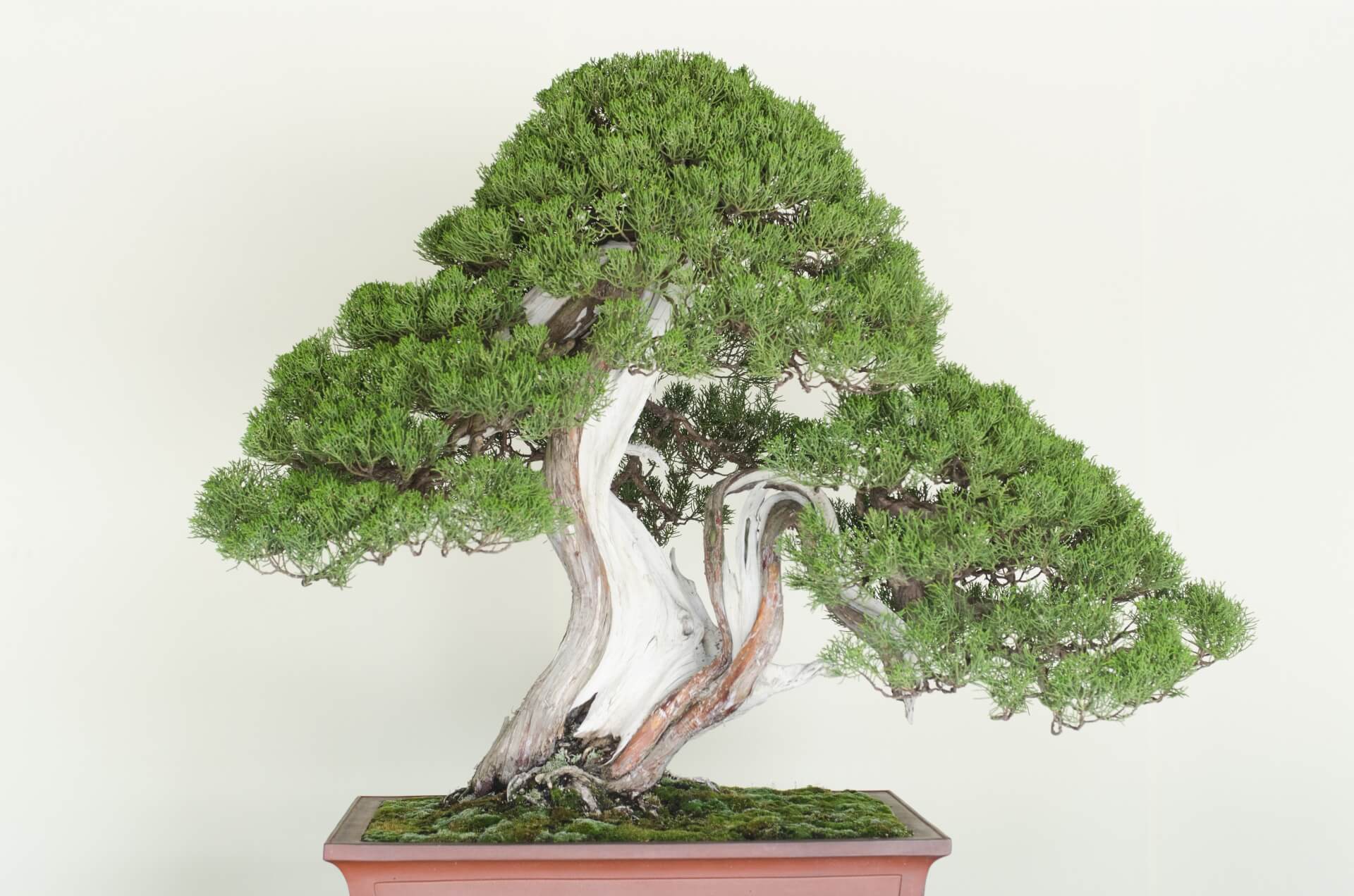 bonsai