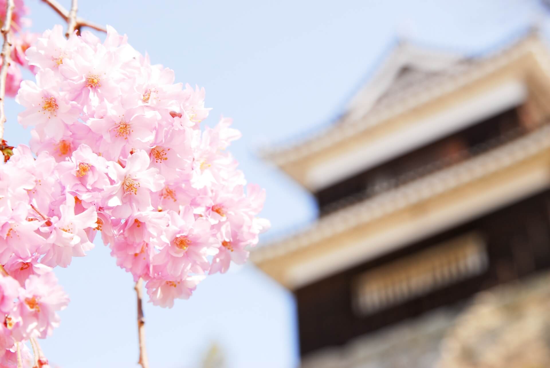 ueda-castle-blossoms