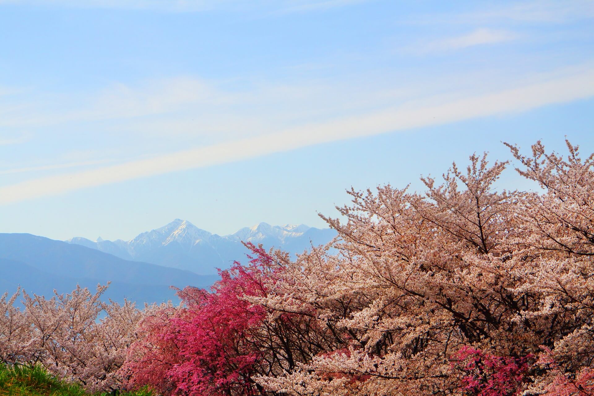 matsumoto-koboyama-blossoms